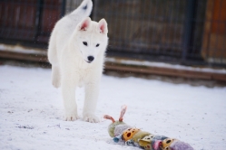 Hope - Wspolne zabawy szczeniat 11 tygodni